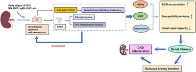 Cellular senescence of renal tubular epithelial cells in renal fibrosis